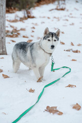 Grey Husky walking in snow park with collar