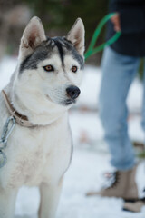 Grey Husky walking in snow park with collar