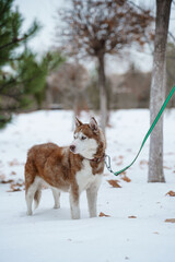 Brown Husky walking in snow park with collar