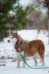 Brown Husky walking in snow park with collar