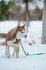 Brown Husky walking in snow park with collar