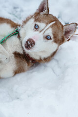 Brown Husky walking in snow park with collar