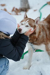 Woman touching Brown Husky walking in snow park with collar