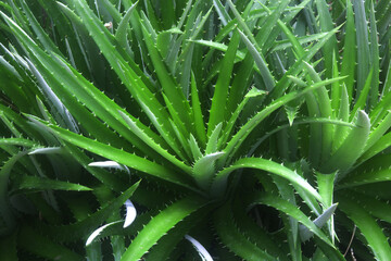 Cactus nature background texture