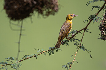 weaver on a branch