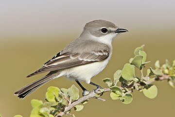 Obraz premium Galapagos Flycatcher on Branch