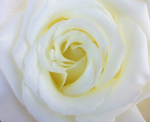 White rose background