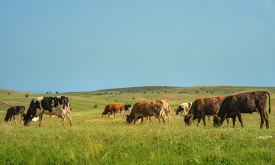 Cows grazing landscape with serene pastoral scene capturing the beauty of rural life. Livestock in a lush green field.