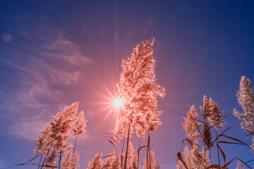 Low-angle shot of pampas grass backlit by the rising sun. Casting a golden glow on the sky. Feathery reeds creating a dramatic and colorful scene.