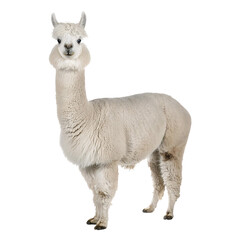 Fototapeta premium Realistic photo of full body a fluffy alpaca with soft white wool standing, isolated on transparent background