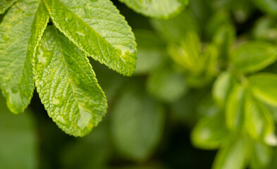 Rosehip leaf close-up after rain