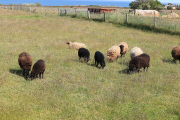 Eine Schafherde auf der Brasderuper Heide auf der Nordseeinsel Sylt	