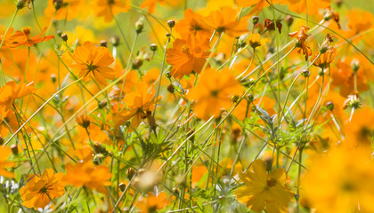 Cosmos flower natural background texture