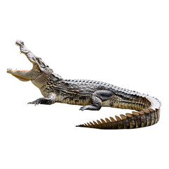 Fototapeta premium crocodile with its mouth closed, isolated on transparent background