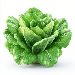 Obraz premium Fresh Green Butter Lettuce Organic Salad Leaves Healthy Food Ingredient