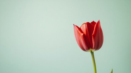 A single bright red tulip isolated against a soft light green background, close-up shot, Minimalist style