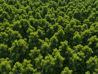 Fototapeta premium Aerial view of a dense forest with tall trees, showing the beauty of nature landscape.