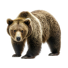 Fototapeta premium Angled view full body shot of an extremely perfect looking single Bear animal isolated on a white transparent background