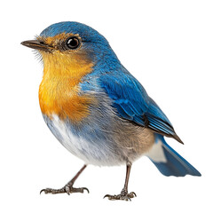 Fototapeta premium Angled view full body shot of an extremely perfect looking single Bluebird animal isolated on a white transparent background