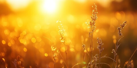 A stunning shot of grass illuminated by the sun during golden hour, showcasing the beauty of grass kissed by sunlight in this magical moment of nature. Grass shines brightly in the warm glow.