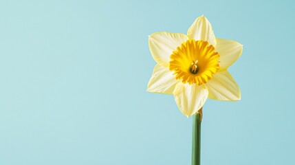 Obraz premium A single bright yellow daffodil with its petals spread wide against a soft pastel blue background, macro shot, Minimalist style