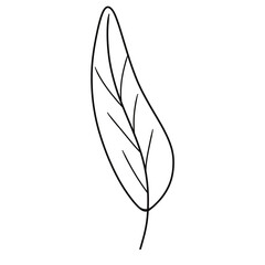 leaf 