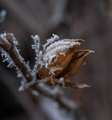 frost on a tree