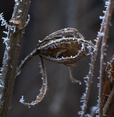 frost on the branches