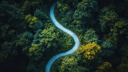 Winding path through lush rainforest aerial view nature photography tropical environment wildlife exploration