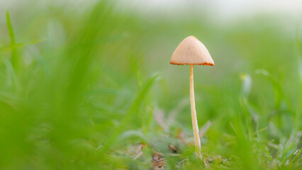 Solitary Mushroom in Vibrant Grass - A tall, slim mushroom rises gracefully amidst a lush green foreground, with its delicate cap contrasting against the serene, softly blurred background.