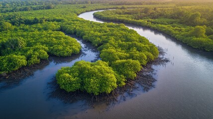 Serene aerial view of mangrove forest roots in coastal waters nature photography from a drone perspective