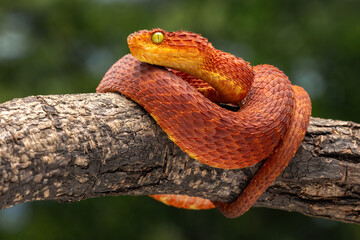 Red Bush Viper (Atheris squamigera) is a venomous viper. The species is endemic to west and central Africa.