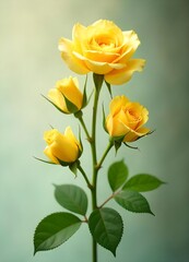 Fototapeta premium yellow roses