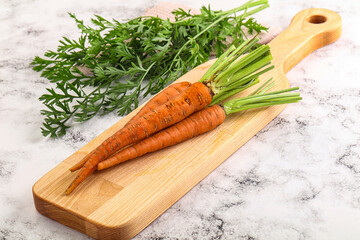 Toung fresh ripe orange carrot
