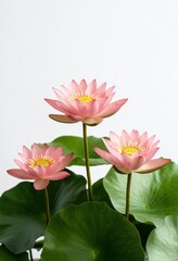 Obraz premium Three Pink Lotus Flowers in Full Bloom