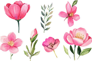 pink and white tulips