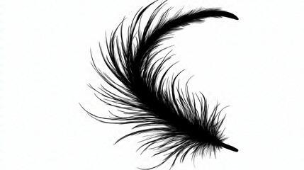 Isolated black feather on clear background cutout