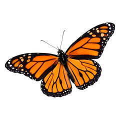 Close-up photo of a vibrant monarch butterfly with its wings spread open, isolated on transparent background