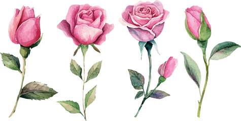 Fototapeta premium bouquet of pink roses