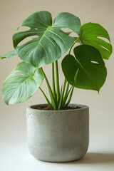 Fototapeta premium monsters plant in a pot 