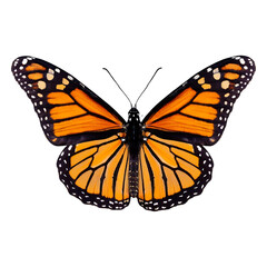 Fototapeta premium Close-up photo of a vibrant monarch butterfly with its wings spread open, isolated on transparent background