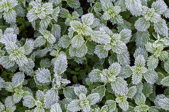 Lesser nettle shoots in winter with frost. Urtica urens.