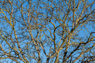 Juglans regia. Common walnut, tree with leafless branches in winter and blue sky in the background.