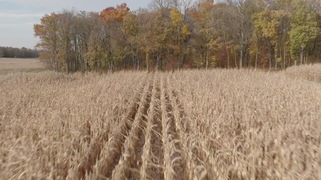 Vivid fall colors and unharvested cornfields captured by drone in Minnesota.