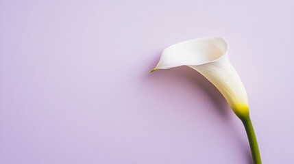A single ivory calla lily against a pale lavender background, close-up shot, Minimalist style