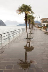 Palm tree is reflected in the water on a wet sidewalk