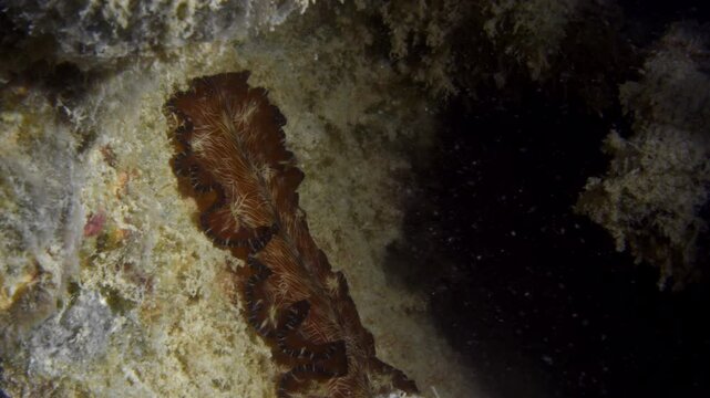 A mesmerizing brown and white striped flatworm (Lighting worm - Pseudobiceros fulgor) shows its amazing colors and agility while navigating the ocean's floor.