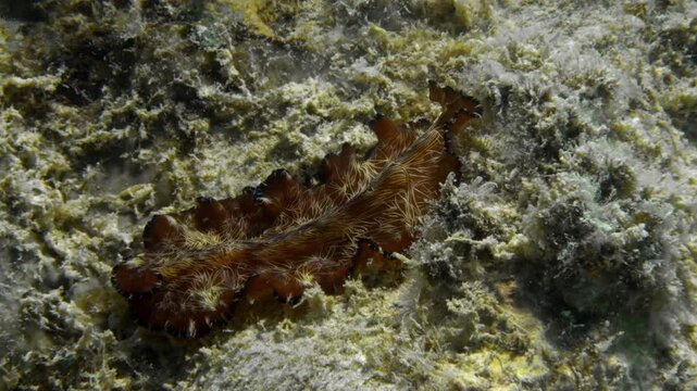 A beautiful Lighting flatworm (Pseudobiceros fulgor) slowly crawls up the murky ocean floor showing its beautiful colors.
