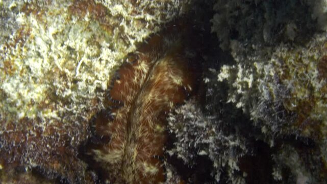 A beautiful brown flatworm (Lighting worm - Pseudobiceros fulgor) shows its lighting stripes while slowly crawly between two rocks during a muck dive.