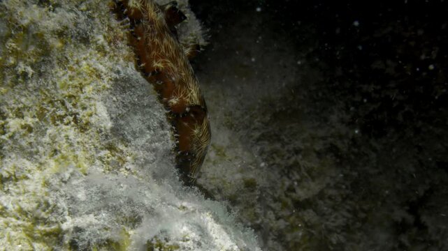 An incredible Pseudobiceros fulgor flatworm crawls down a steep underwater slope showing it's agility.